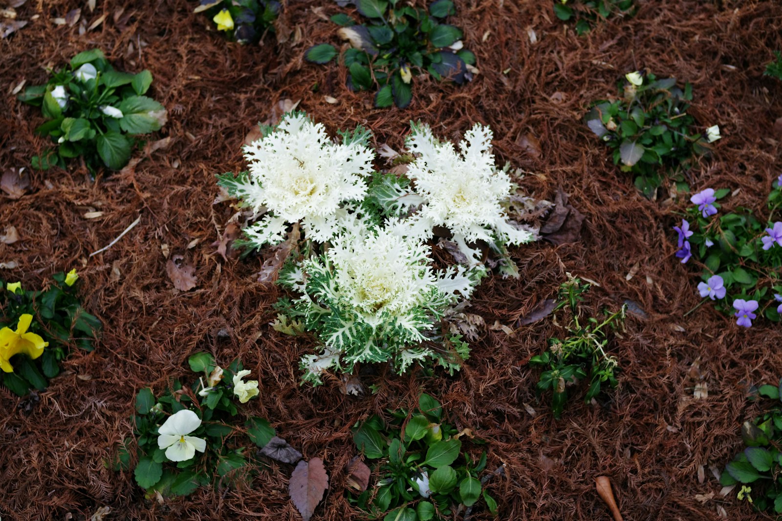 Front-yard bed mulched in dark hardwood with seasonal Texas annuals.